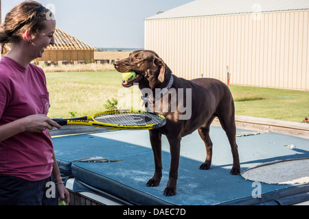 Un cioccolato Labrador Retriever Dog contiene una palla da tennis nella sua bocca mentre si gioca con la palla con una giovane donna adulto. Stati Uniti d'America. Foto Stock