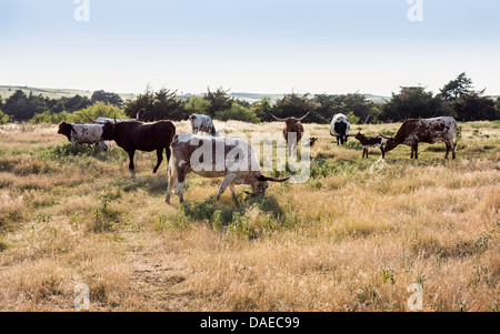 Longhorn bovini,bos con la molla nuova vitelli in un territorio rurale Oklahoma pascolo. Stati Uniti d'America. Foto Stock