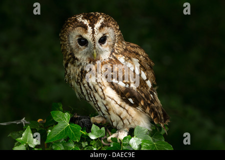 Ritratto di un Allocco (Strix aluco) su di una siepe Foto Stock