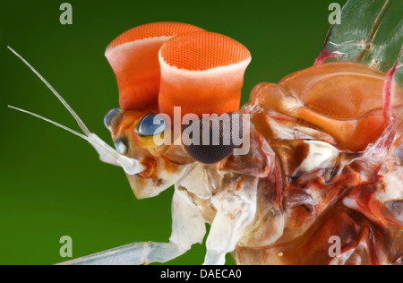 Mayfly (Centroptilum luteolum), la testa di un maschio con tipici grandi occhi per la ricerca per le femmine, Germania Foto Stock