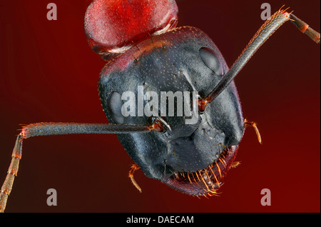 Carpenter ant (Camponotus ligniperdus, Camponotus ligniperda), la testa dal di sopra, Germania Foto Stock
