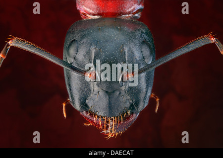 Carpenter ant (Camponotus ligniperdus, Camponotus ligniperda), la testa dal di sopra, Germania Foto Stock