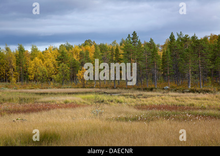 Scheuchzer il cotone-erba, cotone bianco-erba (Eriophorum scheuchzeri), la fruttificazione nella tundra, Svezia, Lapponia, Norrbottens Laen, Tjeggelvas Naturreservat Foto Stock