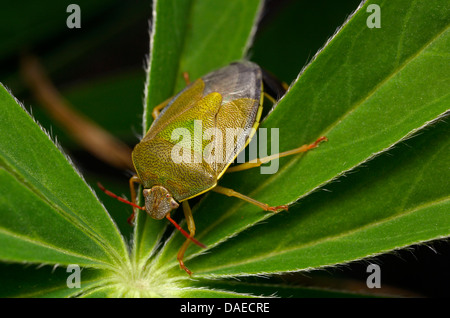 Schermo verde bug, un comune schermo verde bug (Palomena prasina), sittin su una foglia, Germania, il Land Turingia Foto Stock