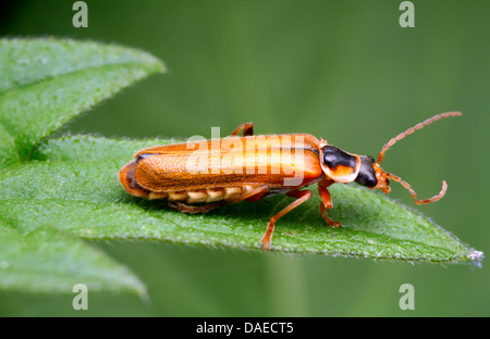 Soldato beetle (Cantharis decipiens), sittting su una foglia, Germania, il Land Turingia Foto Stock