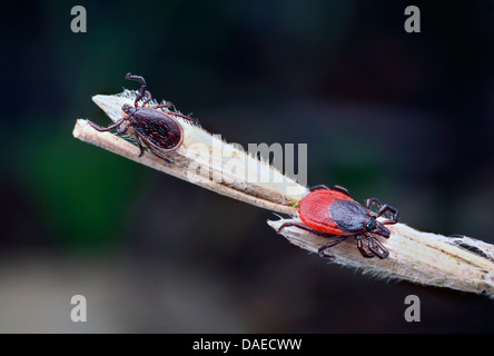 Unione Castor bean tick, Europea Pecore tick (Ixodes ricinus), maschio e femmina la spunta su un germoglio, Germania, Thueringen Foto Stock