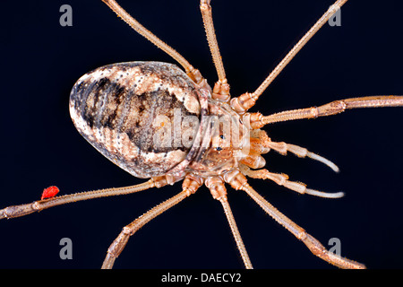 Il daddy-lungo-gamba (Phalangiidae), harvestman con acaro rosso, Germania Foto Stock