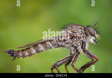 Comune (robberfly Tolmerus atricapillus), maschio robberfly, Germania, il Land Turingia Foto Stock