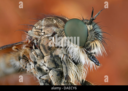 Comune (robberfly Tolmerus atricapillus), la vista anteriore di una robberfly, Germania, Thueringen Foto Stock