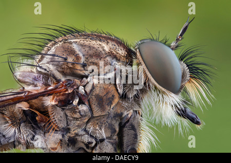 Comune (robberfly Tolmerus atricapillus), la testa e il torace di un robberfly, Germania, Thueringen Foto Stock