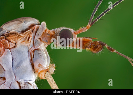 Prato cranefly, Grigio daddy-lungo-gambe (Tipula paludosa), ritratto, Germania Foto Stock