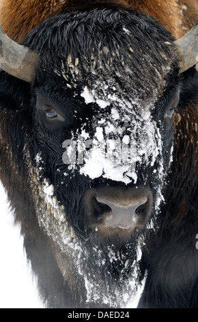 Il bisonte europeo, wisent (Bison bonasus), ritratto nella neve, in Germania, in Renania settentrionale-Vestfalia Foto Stock