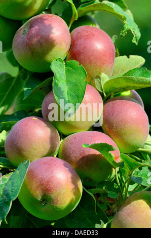 Apple tree (malus domestica), mele mature su un albero, Germania Foto Stock