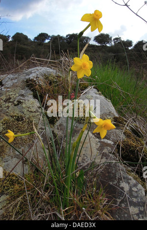 Jonquil (Narcissus jonquilla), fioritura a Rio Almonte, Spagna Estremadura Foto Stock