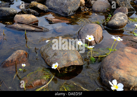 Tartaruga Maurish, tartaruga mediterranea (Mauremys leprosa), in Rio Almonte con ranuncolo acquatico, Ranunculus peltatus, Spagna Estremadura Foto Stock