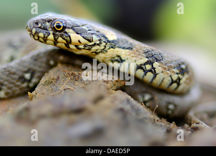 Viperine snake, viperine biscia dal collare (natrix maura), capretti su una roccia, Spagna Estremadura Foto Stock