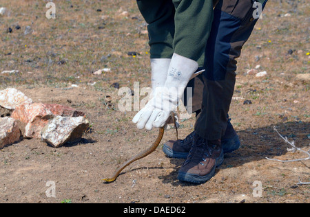 Viperine snake, viperine biscia dal collare (natrix maura), femmina è catturato con i guanti, Spagna Estremadura Foto Stock