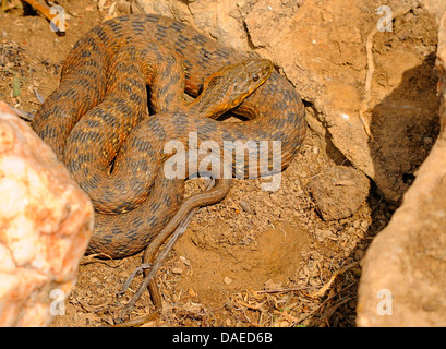 Viperine snake, viperine biscia dal collare (natrix maura), avvolti a spirale sul terreno, Spagna Estremadura Foto Stock