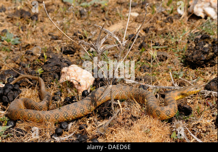 Viperine snake, viperine biscia dal collare (natrix maura), strisciando sul terreno, Spagna Estremadura Foto Stock