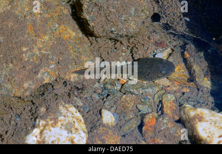 Flusso di italiani (rana rana italica), tadpole del flusso Italien rana, Italia, Calabria Foto Stock