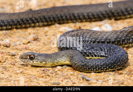 Montpellier snake (Malpolon monspessulanus), avvolgimento sul terreno, Spagna Estremadura Foto Stock