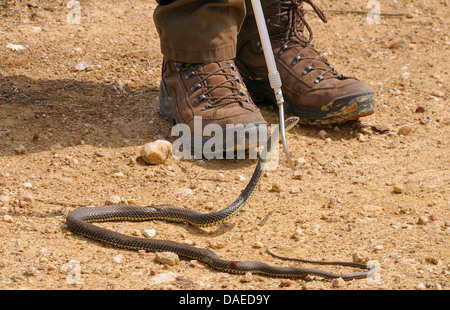 Montpellier snake (Malpolon monspessulanus), catturati con un serpente stick, Spagna Estremadura Foto Stock