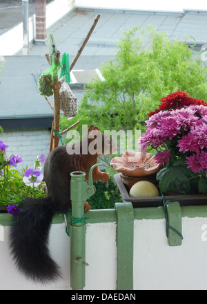 European red squirrel, Eurasian red squirrel (Sciurus vulgaris), looking for food on a balcony, Germany, North Rhine-Westphalia Foto Stock