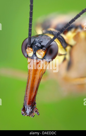 Comune (scorpionfly Panorpa communis), vista laterale di testa con becco come parti di bocca, Germania, Thueringen Foto Stock