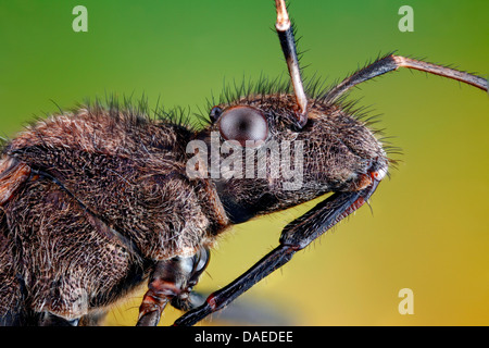 Redbacked bug, redbacked broadheaded bug (Alydus calcaratus), testa e pronotum, Germania Foto Stock