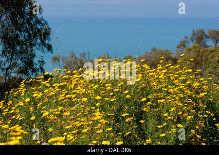 Crown Daisy, Garland Crisantemo (crisantemo coronarium), fioritura, Italia Foto Stock