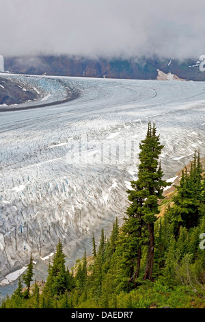 Sitka Abete (Picea sitchensis), al ghiacciaio di salmone, Canada, British Columbia, Tongass National Forest, Misty Fjords National Monument Foto Stock
