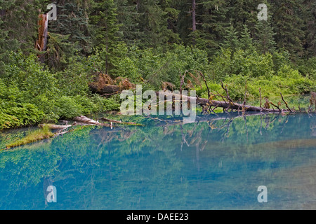 Laguna Blu al Fish Creek, STATI UNITI D'AMERICA, Alaska, Tongass National Forest, Hyder Foto Stock