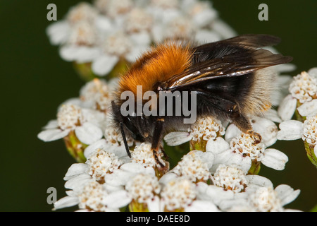 Tree Bumblebee, nuovo giardino Bumblebee (Bombus hypnorum, Psithyrus hypnorum), seduti su achillea, Germania Foto Stock