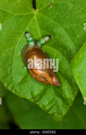 Marcio lumaca di ambra, ambra grande lumaca, ambersnail europea (Succinea putris), con tentacoli gonfie, che contiene il colore verde-broodsac nastrati, Leucochloridium paradoxum, Germania Foto Stock