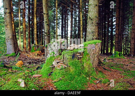 Tree intoppi con funghi, in Germania, in Baviera, Alta Baviera, Baviera superiore Foto Stock