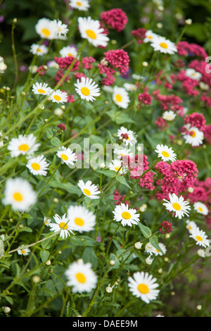 Oxeye margherite e la valeriana rosso in estate boarder, England, Regno Unito Foto Stock