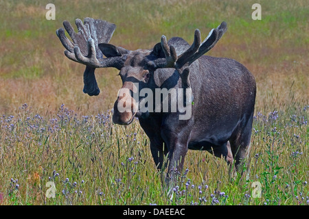 Alci, elk (Alces alces), Bull elk permanente sulla erba alta Foto Stock