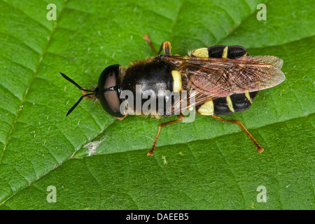 Nastrare soldato generale fly (Stratiomys potamida, Stratiomys splendens), maschile seduto su una foglia, Germania Foto Stock