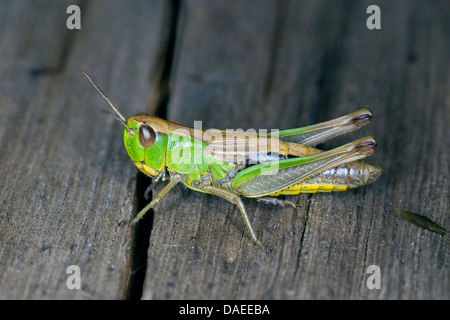 Comune di Prato grasshopper (Chorthippus parallelus, Chorthippus longicornis), seduti su legno, Germania Foto Stock