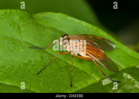 Snipe Fly (Rhagio tringarius), femmina, Germania Foto Stock