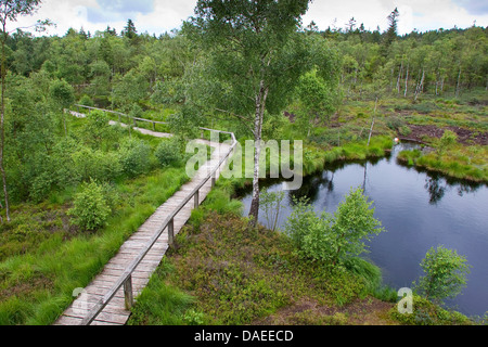 Sollevate bog con planked sentiero, Germania, Bassa Sassonia, Mecklenbruch GFN, Solling Foto Stock