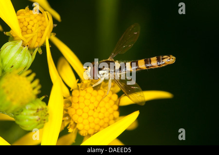 Hoverfly (Sphaerophoria scripta, Sphaerophoria strigata), maschio su un fiore giallo, Germania Foto Stock