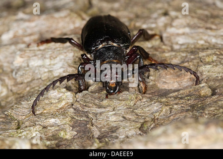 Prionus longhorn beetle, maggiore British longhorn, Tanner, Il sawyer (Prionus coriarius), maschio con tipici antenne, Germania Foto Stock