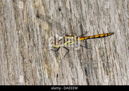 Nero (sympetrum Sympetrum danae), giovane maschio, seduti su legno, Germania Foto Stock