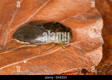 Piattino bug, acqua strisciante bug (Ilyocoris cimicoides, Naucoris cimicoides), tra foglie cadute, Germania Foto Stock
