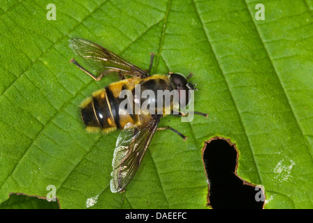 Deathskull Fly, Deathskull hoverfly (Myathropa florea), seduta su una foglia, Germania Foto Stock