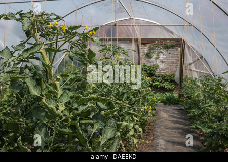 Le piante di pomodoro che crescono in un polytunnel. Foto Stock