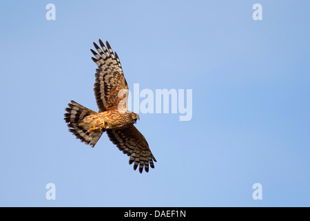 Albanella reale (Circus cyaneus), femmina volanti, con la preda, Paesi Bassi, Texel Foto Stock