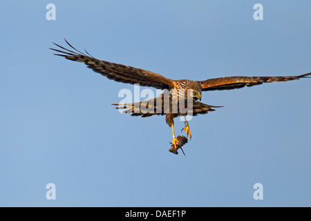 Albanella reale (Circus cyaneus), femmina volanti, con la preda, Paesi Bassi, Texel Foto Stock