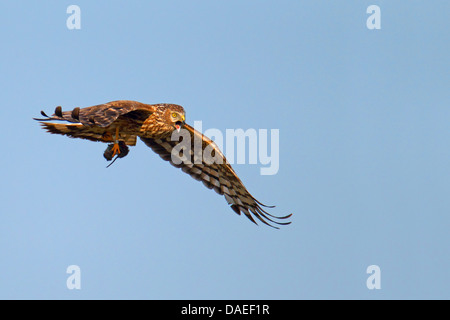 Albanella reale (Circus cyaneus), femmina volanti, con la preda, chiamando, Paesi Bassi, Texel Foto Stock